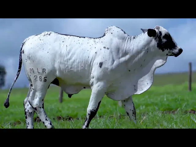 Garrote Nelore MLR - 286