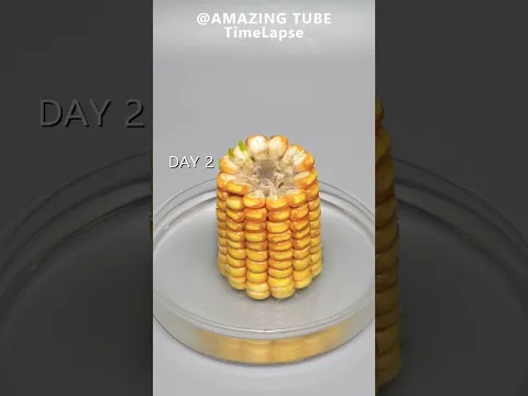 Corn in Water - Time lapse