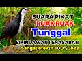 Lagu SUARA BURUNG RUAK RUAK TUNGGAL || BIKIN LAWAN PENASARAN || BIRDTRAP