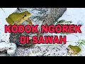 Download Lagu RELAKSASI SUARA KATAK  SAWAH || SUARA KODOK SAWAH || KODOK NGOREK DI PINGGIR SAWAH