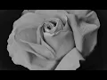 Ama Lou-Talk Quiet