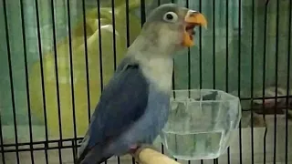 love bird ngekek panjang kongslet masteran murai batu