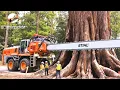 Lagu This Guy Cut Down a Hundred-Year-Old Tree Stump to Create a Highly Valuable Artistic Masterpiece!!!