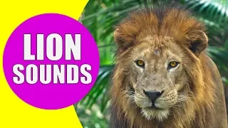 Download LION SOUNDS for Kids - Learn Roaring, Growling and Purring Sound Effects of Lions MP3