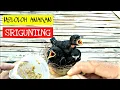 Download Lagu tips meloloh anakan burung srigunting/jekentot | episode 4