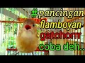 Download Lagu flamboyan ropel bahan gacor ngebren ngeplong