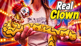 We Hatched a Stunning Clown Snake!