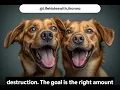 Puppy vs Adult Dog What Nobody Tells You
