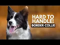 5 Reasons Most People Can t Handle a Border Collie Dog