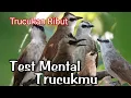 Download Lagu Test Mental Trucukmu dengan Suara trucukan ribut Ini - trucukan gacor fihgter pasti nyaut