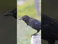 Download Lagu Suara Burung Gagak #shorts #bird #crowsound #birdlover