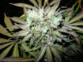 slightly stoopid - above the clouds