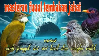 fuuul tembakan istimewa cucak jenggot siri siri kecil dan cungko violet