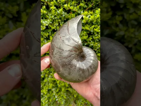 We couldn’t believe what we found! 🤩 A huge shale landslide had exposed countless fossils