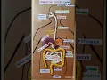 Digestive system using waste and grains