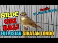 Download Lagu SRDC ORI BALI FULL ISIAN SIKATAN LONDO.