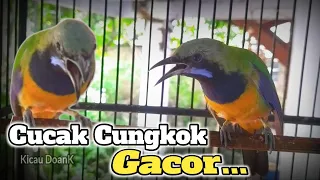 Download Pancingan Cucak Cungkok Gacor MP3