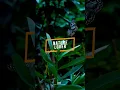 Download Lagu Butterflies Flying in Slow Motion #shorts #nature #butterfly #animals #environment #beautiful #tree