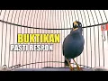 Download Lagu ocehan gacor jalak kebo seketika nyaut dan respon jalak yg dengar pancingan jalak kebo ini