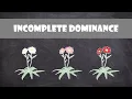 Incomplete Dominance Genetics