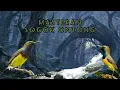 Download Lagu MASTERAN SOGOK ONTONG KOMBINASI GEMERICIK AIR