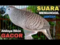 Perkutut Lokal Gacor RAJA PIKAT Ahlinya Bikin Semua Burung Perkutut Nyaut.