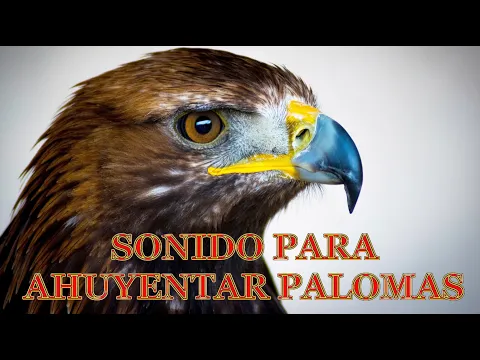 Download MP3 SONIDO PARA AHUYENTAR PALOMAS - Sonido HALCÓN