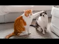 Download Lagu Kalmerende pianomuziek voor katten ♬ Kalmeer uw angstige kat onmiddellijk met spinnende geluiden
