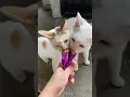 Download Lagu https://vt.tiktok.com/ZSAL6eobX/    here’s my link to check out! 🫶🏻 #cat #catlovers #catlife