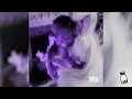 Zola - AMBER ( slowed + reverb )