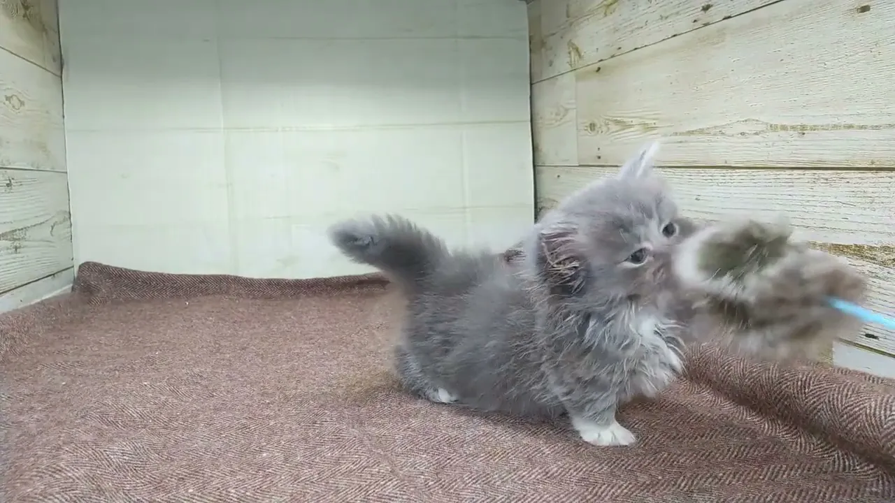動画