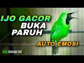 Download Lagu PANCINGAN CUCAK IJO GACOR BUKA PARUH COCOK UNTUK DONGKRAK EMOSI IJO LAWAN AGAR CEPAT JAMTROK