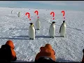 Emperor Penguin observing Humans