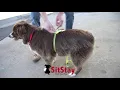 How to measure a dog for a vest