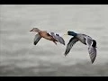 Waterfowl Migration Speak Up Step Up For Conservation