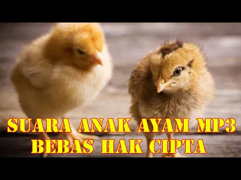 Download MP3 Suara Anak Ayam || Suara Anak Ayam MP3
