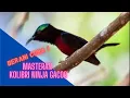 Download Lagu MASTERAN KOLIBRI NINJA GACOR  TROTOL FULL ISIAN / MASTERAN BURCIL KOLIBRI NINJA MURAI BATU