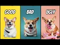 Owning a Corgi The Good The Bad The Ugly