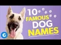10 Famous Dog Names Chewy