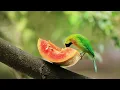 Birds Singing - 11 Hour Bird Sounds Relaxation, Soothing Nature Sounds, Birds Chirping