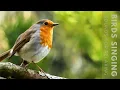 Download Lagu Birds Singing - 11 Hour Bird Sounds Relaxation, Soothing Nature Sounds, Birds Chirping