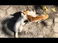 Download Lagu Cats under the shadow 😎 | ASMR menunggu majika nimba air untuk mandi 🚿