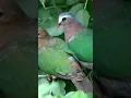Download Lagu suara pikat burung punai tanah dijamin langsung nyaut