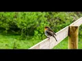 Rain and Thunderstorm with Robin Birdsong