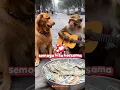 Download Lagu monyet Dan kucing lagi ngamen # monkey # dog # semoga kita bersama # monyet main gitar # short