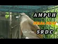 Download Lagu Suara PIKAT srdc Paling AMPUH memancing Emosi srdc Lain - Pancingan SRDC Bali gacor