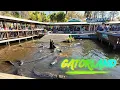 Gatorland Orlando The Scariest Adventure You Can Do for 35
