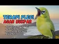 Semua Pleci Pasti Langsung Ikut Bunyi Ngalas - Terapi Pleci Agar Buka Paruh
