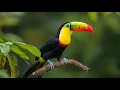 Download Lagu Bird Sounds for Sleep \u0026 Meditation 🕊️ Calming Nature Ambience to Relax Deeply