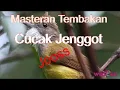 Download Lagu Masteran Cucak Jenggot, jeda 15 - 20 detik durasi 2 jam